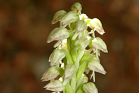 Neotinea maculata
